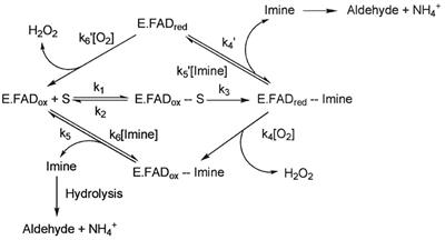 Development and Clinical Application of Positron Emission Tomography Imaging Agents for Monoamine Oxidase B